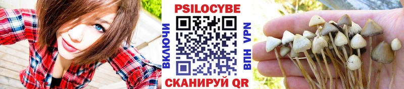 закладки  Чайковский  Галлюциногенные грибы Psilocybine cubensis 